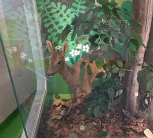 Museum Natur und Mensch