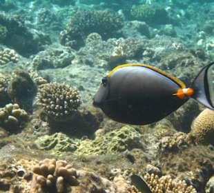 Am Hausriff Dreams Beach Resort & Dreams Vacation Resort