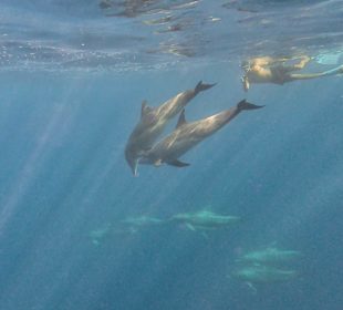 Delfintour 
