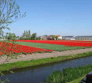 Auf dem Weg zum Keukenhof