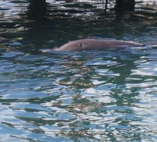 Schwimmen mit Delfinen