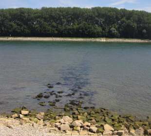 Am Rhein in Germersheim Niedrigwasser
