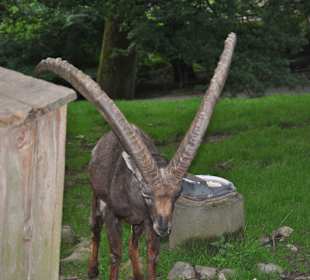 Tierpark Olderdissen