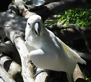 Spanisch sprechender Kakadu