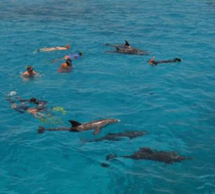 Schwimmen mit Delfinen, traumhaft