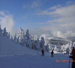 Abfahrt von Oben (Arber)