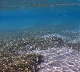 Schnorcheln Marsa Alam