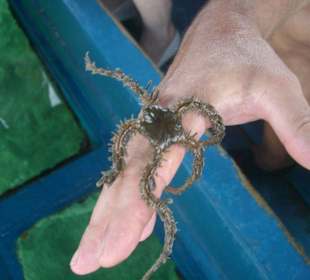 Ausflug Glasbodenboot Diani Beach
