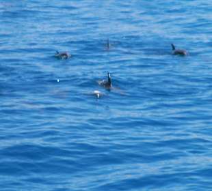 Delphine während Tauchtour