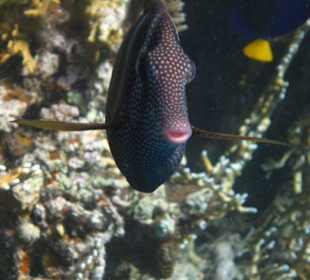 Brauner Segelflossendoktor