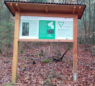 Burgruine Perlenberg in Bann