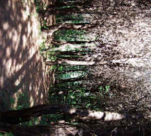 Geiles Bild tief im Naturschutzwald