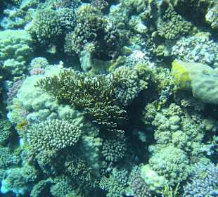 Schnorcheln Sharm El Naga