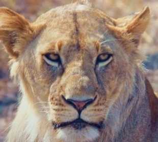 Löwin im Amboseli-Nationalpark