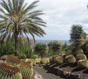 Kaktusgarten im Oasis Park La Lajita