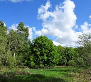 Eindrücke aus dem Stadtwald Oldenburg