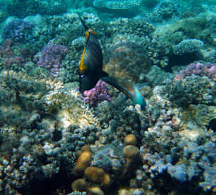 Hotel Lahami Bay Hausriff