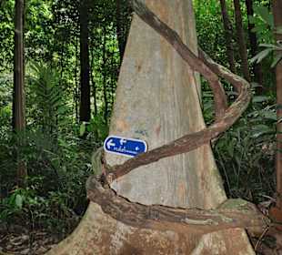 Tiger Cave Tempel (Wat Tham Sua)