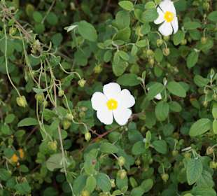 Anlage Planten un Blomen