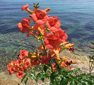 Inselrundfahrt Korfu