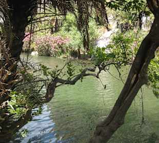 Palmenwald und Fluss
