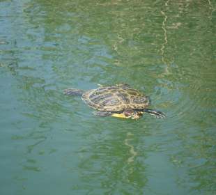 Turtel River 2