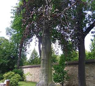 Zahlreiche alte Bäume findet man hier