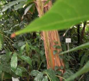 Tropicarium