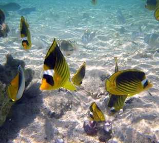 Fische