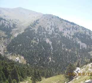 Gebirge mit Wald