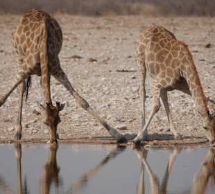 Etosha