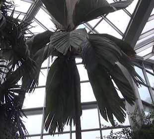 Tropicarium - Feuchte Tropen