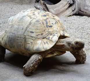 Impressionen aus dem Aquazoo Löbbecke Museum