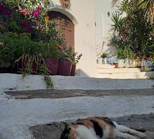 Viele Tiere laufen frei herum