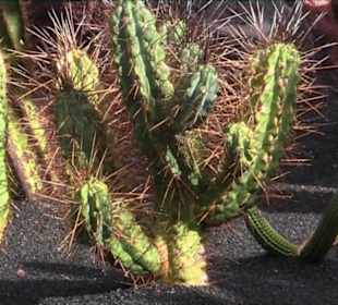 Jardín de Cactus