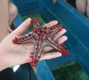 Ausflug Glasbodenboot Diani Beach