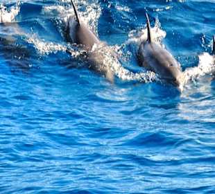 Simsim Dezember 2019