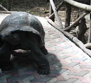 Eine der ältesten Schildkröten