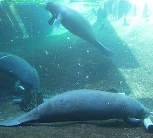 Manatees