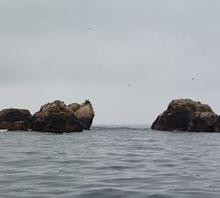 Ausflug Ballestas Inseln