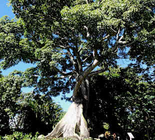 Impressionen aus dem Jardin Botanique de Deshaies