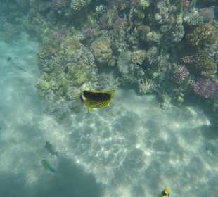 Delfin Tour Makadi Bay