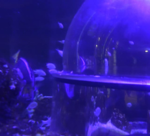 Sea Life