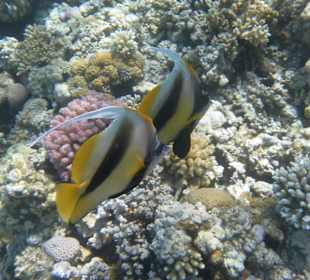 Рыбы Макади