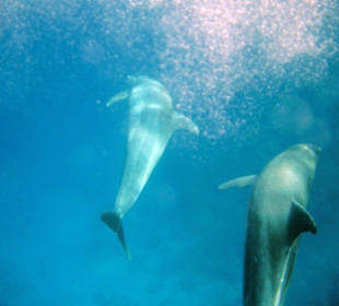 Flipper 