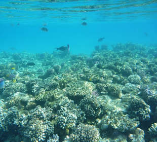 Riff beim Ausflug nach Sharm el Lolli