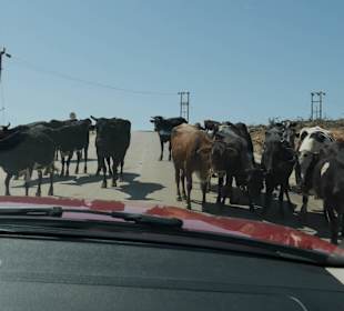 Kühe und Kamele haben Vorfahrt