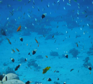 Fischschwarm. Hotel Prima Life Makadi Bay 