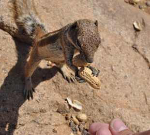 Eichhörnchen im Hinterland
