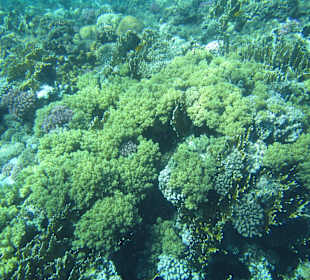 Schnorcheln Sharm El Naga